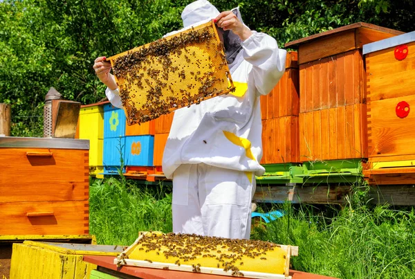 蜂の巣に蜂と養蜂家 — ストック写真