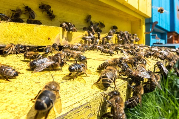 蜜蜂从蜂窝里出来了 — 图库照片