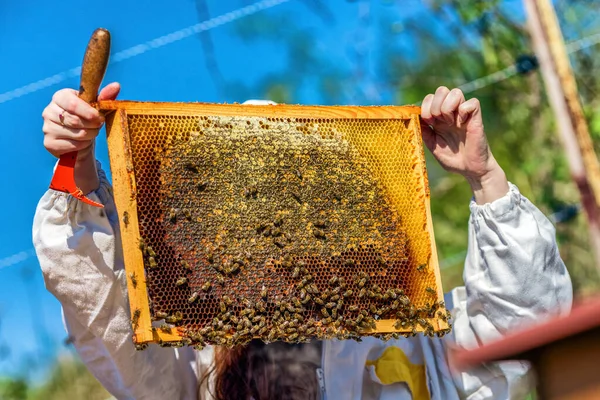 Beekeepeer Memegang Rangka Dengan Sarang Lebah Dan Sarang Lebah — Stok Foto