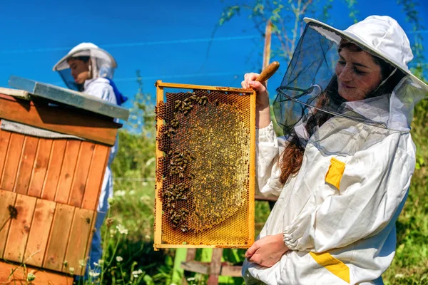 Plástev Medu Včel Včelařství — Stock fotografie