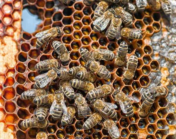 Медовий Коктейль Медом Бджолами Бджільництво — стокове фото