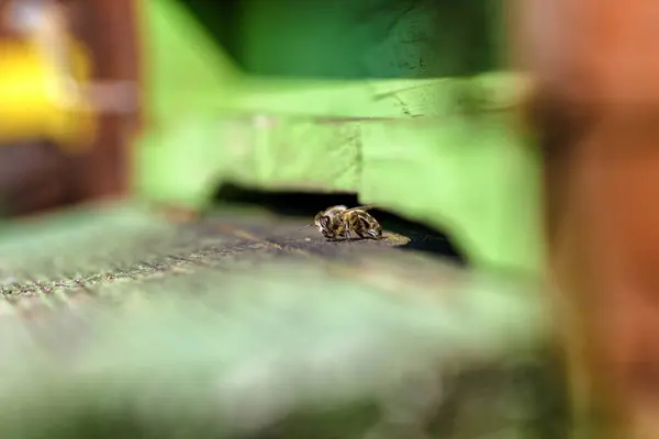 stock image One bee in green beehive ready to fly