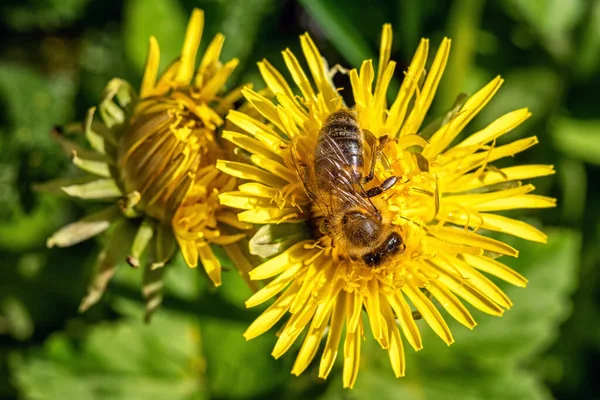 春に黄色の開花タンポポの花に蜂 — ストック写真