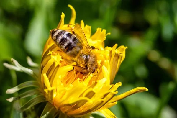 Bijen Gele Bloeiende Paardebloem Het Voorjaar — Stockfoto