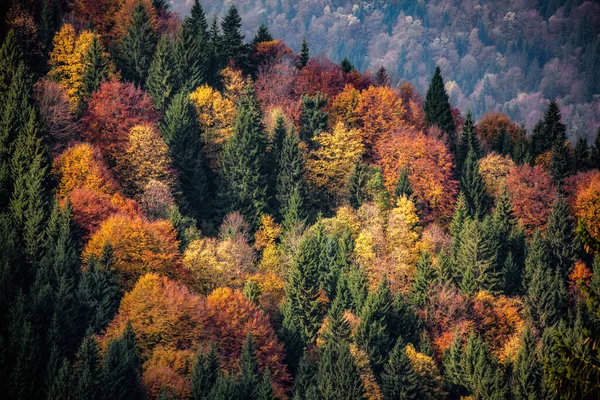 Arbres Automne Colorés Dans Forêt — Photo