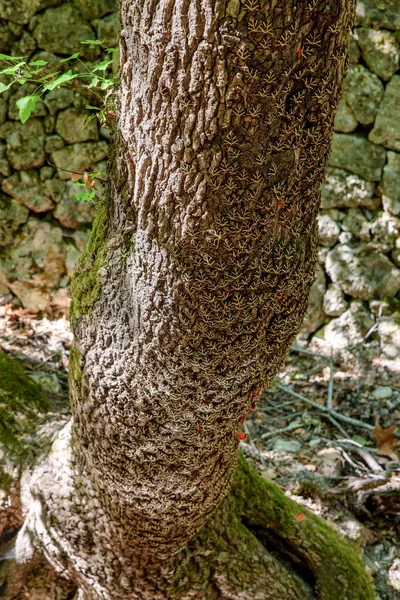 Wiele Motylków Panaxia Pniu Drzewa Dolinie Butterly Petaloudes Wyspie Rodos — Zdjęcie stockowe
