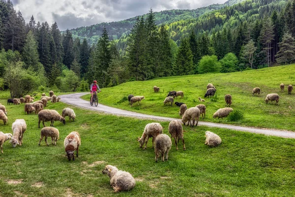 Kadın Slovakya Daki Cutkovska Vadisinde Bir Koyun Sürüsü Aracılığıyla Güzel — Stok fotoğraf