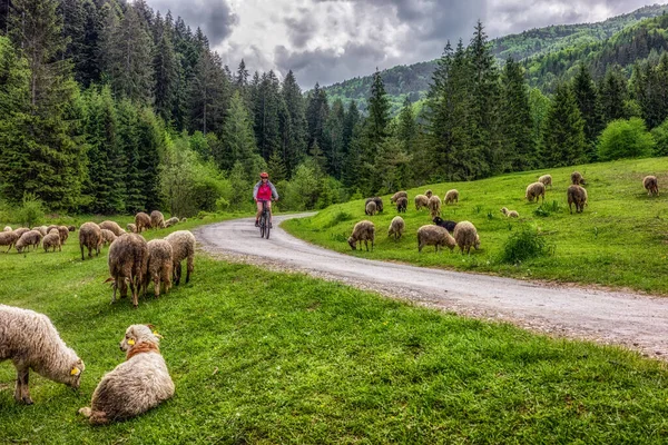 斯洛伐克卡特科夫斯卡山谷的一群羊在美丽的自然森林里骑自行车的女人 — 图库照片