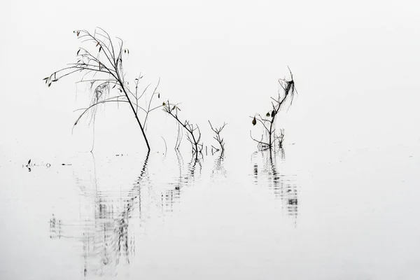 Mlhavé Počasí Nad Hladinou Jezera — Stock fotografie