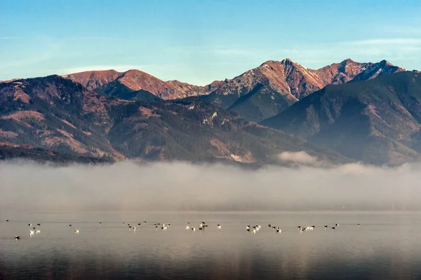 Foggy Morning Lake Seagulls Water Mountains Background Western Tatras Slovakia — Stock Photo, Image