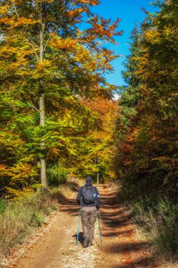 Yürüyüşçü, renkli sonbahar ağaçları arasında orman yolunda yürüyor..