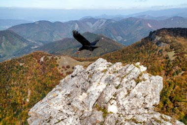 Slovakya 'daki güzel dağ manzaralı Klak tepesindeki kayanın tepesindeki kara kuzgun kuşu.