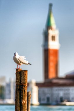 Venice, İtalya - 11 Şubat: Martı ve Venedik arka plan üzerinde 11 Şubat 2018, San Giorgio Maggiore Kilisesi