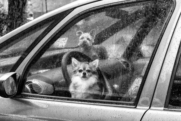 Psy Zostawione Same Zamkniętym Samochodzie Porzucone Koncepcje Zwierząt — Zdjęcie stockowe