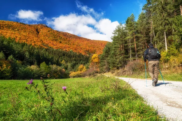 Caminhante Homem Caminhando Caminho Floresta Entre Árvores Coloridas Outono — Fotografia de Stock