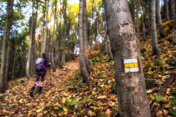 Sinal Caminhada Uma Árvore Com Trilha Florestal Com Caminhante Fundo — Fotografia de Stock