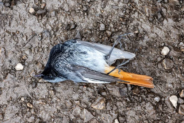 死んだ鳥は地面に横たわっている ロイヤリティフリーのストック画像