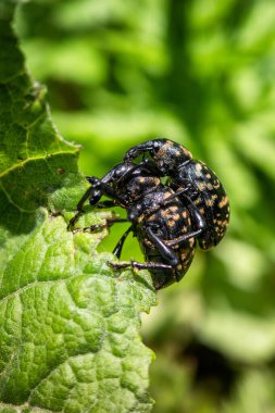 İkincisi, bitkinin üzerinde çiftleşme böcekleri..