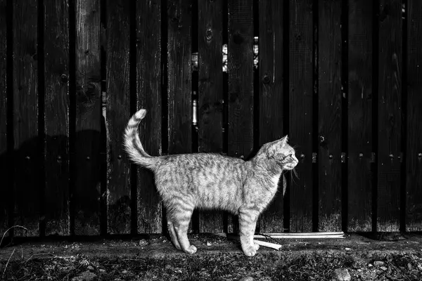 村の木の塀の前に立っている猫 黒と白の写真 — ストック写真