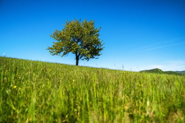 Yeşil çimen, Yalnız ağaç mavi gökyüzüne karşı