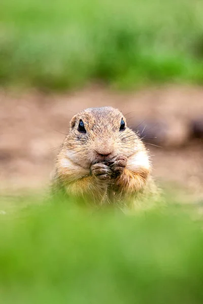 Close View European Ground Squirrel Spermophilus Eating Food — Stock Photo, Image