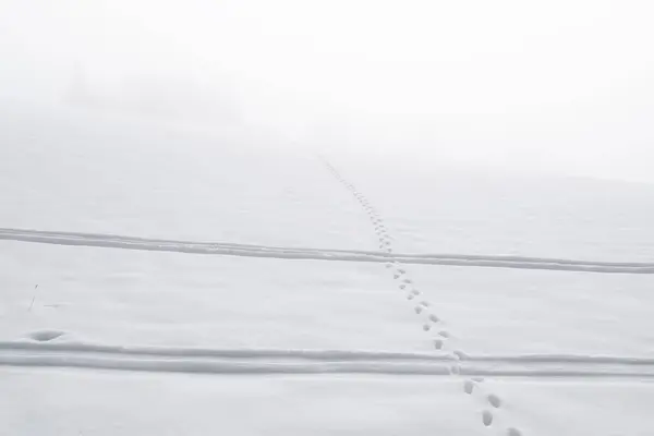 Сліди Снігу Нікуди — стокове фото