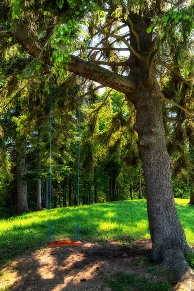 Yaz Ormanındaki Ağaçta Boş Salıncak — Stok fotoğraf