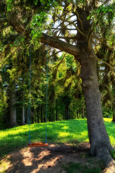 Balançoire Vide Sur Arbre Dans Forêt Été — Photo