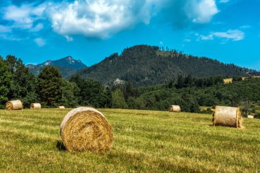 Sahada saman yuvarlanıyor. Yuvarlak saman balyaları. Slovakya 'da CHoc Tepesi arka planda