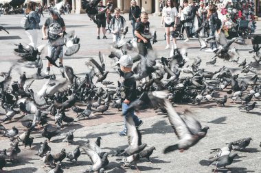Krakow, Polonya - 10 Ağustos 2023: Krakow şehrinin ana meydanında güvercin sürüsü ve küçük çocuk