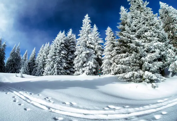 Snowy fir trees and blue sky in beautiful winter forest. Fisheye lens. Great Fatra mountains, Slovakia