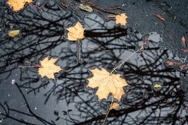 Sarı yapraklar ve su birikintisindeki ağaçların yansıması. Sonbahar mevsimi konsepti.