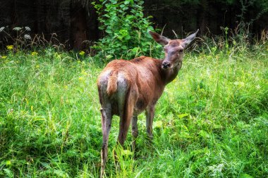 Doe ormanda kameraya bakıyor..