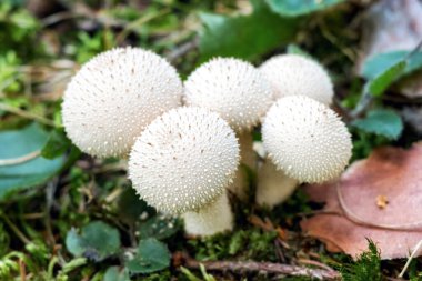 Fungus Lycoperdon perlatum - common puffball clipart
