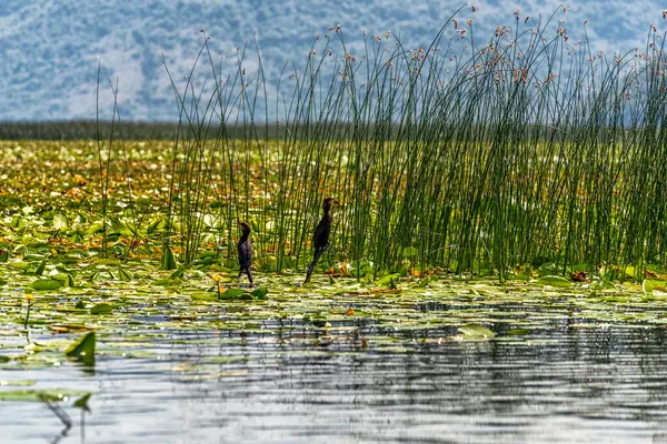 Ptáci Břehu Jezera Skadar Hranicích Albánie Černé Hory Stock Fotografie
