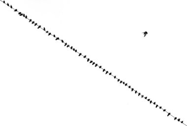 Elektrik teli üzerinde oturan kuş sürüsü ve beyaz gökyüzüne karşı uçan bir kuş..