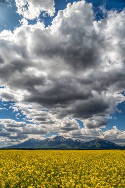 Yellow flowers of rapeseed field and High Tatras mountains at background in Slovakia clipart