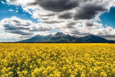 Yellow flowers of rapeseed field and High Tatras mountains at background in Slovakia clipart