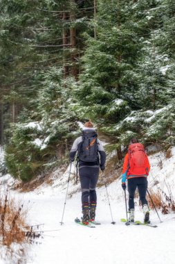 Ruzomberok, Slovakia - January 4, 2025: Pair of skialpinist on winter forest in resort Malino Brdo clipart