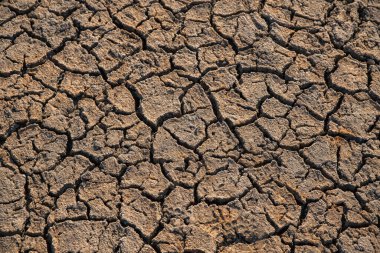 Kuraklık sırasında toprağı çatlatmış..