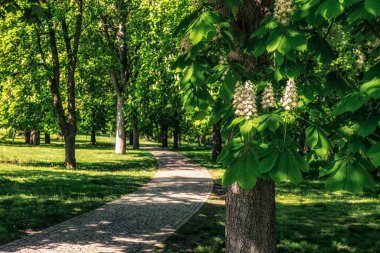 Taze yapraklı ağaç ve baharda açan çiçekler..