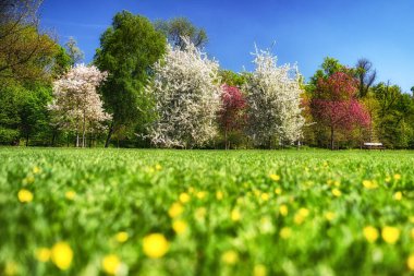 Çek Cumhuriyeti Praue 'deki Stromovka bahar parkında çiçek açan ağaçlar.