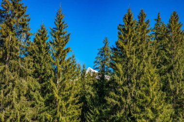 Arka planda yüksek Tatras dağlarında Krivan zirvesi olan kozalaklı ağaçlar ve ormanlar.