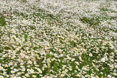 Bir tarla dolusu beyaz papatya. Bahar çiçekleri