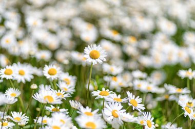Bir tarla dolusu beyaz papatya. Bahar çiçekleri