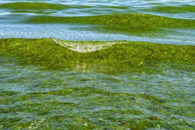 Bulgaristan 'da Karadeniz' de çok fazla yeşil yosun var.