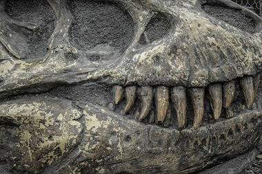 Close up of fossilized dinosaur skull with large sharp teeth, prehistoric Tyrannosaurus Rex fossil remains from Mesozoic era