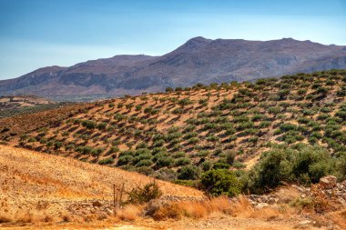 Yunanistan 'ın Girit kentindeki Kato Zakros bölgesindeki zeytin ağacı tarlaları, arka planda dağlar, geleneksel tarım manzarası ve manzaralı yaz kırsal manzarası bulunan kuru Akdeniz yamacında yer alıyor..