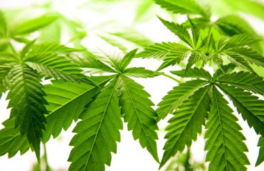 Taze yeşil kenevir yapraklarının yakın görüntüsü, beyaz arka planda marihuana bitkisinin detaylı dokusu, tıbbi kullanım kavramı, yasallaşma, doğal tıp ve alternatif sağlık.