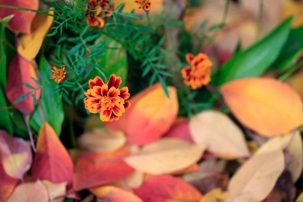 Bunte Herbstblätter Auf Naturhintergrund — Stockfoto